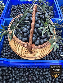 Gemlik Ham Zeytin İri Boy
