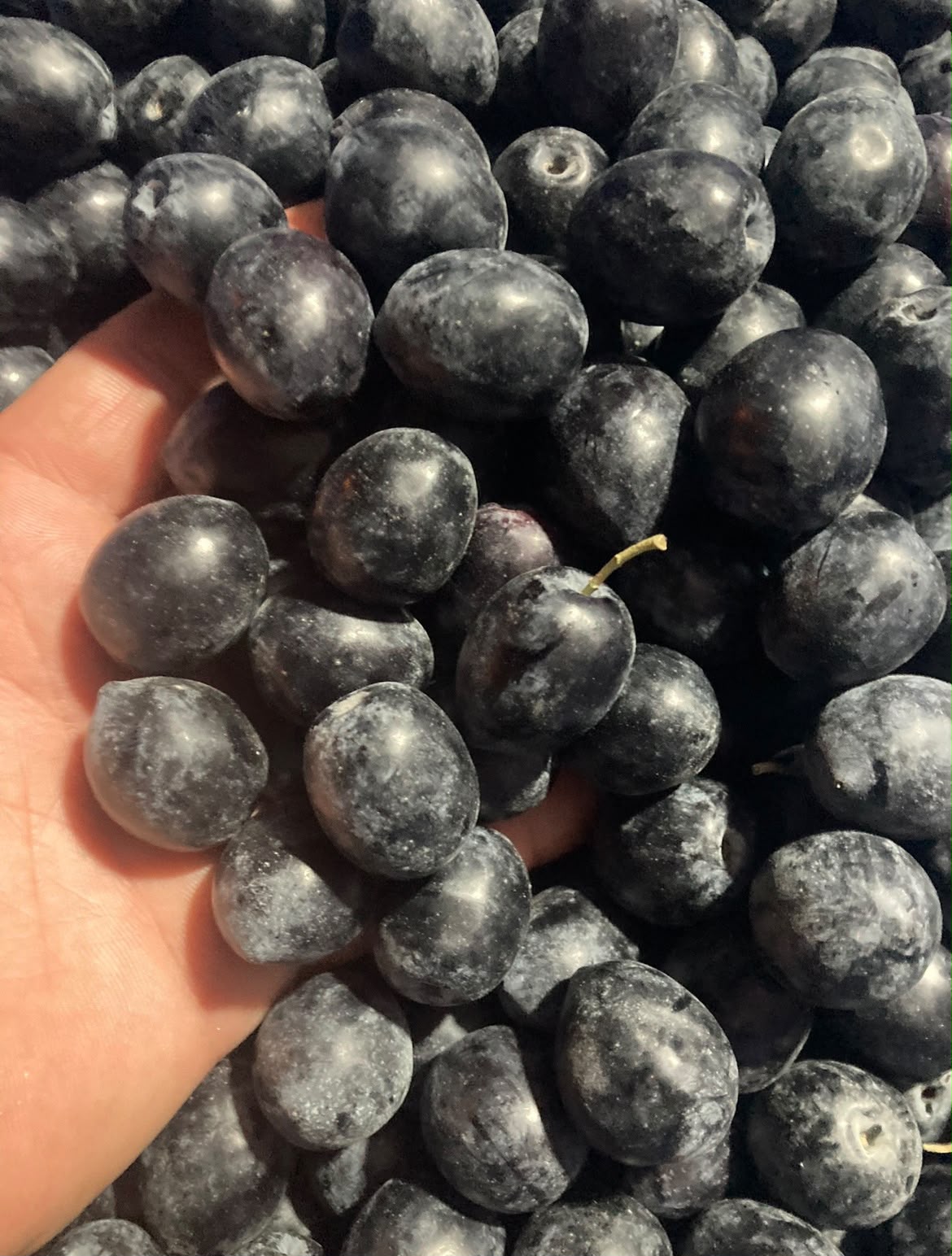 Ham Zeytin Nereden Alınır?