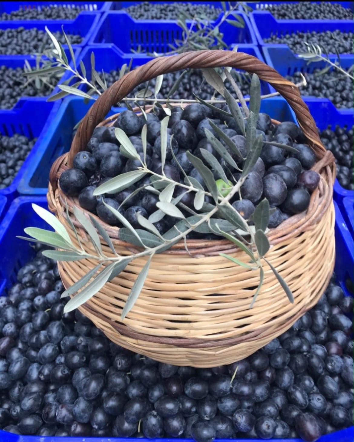 Evde Siyah Zeytin Nasıl Yapılır? | Gemlik Zeytini