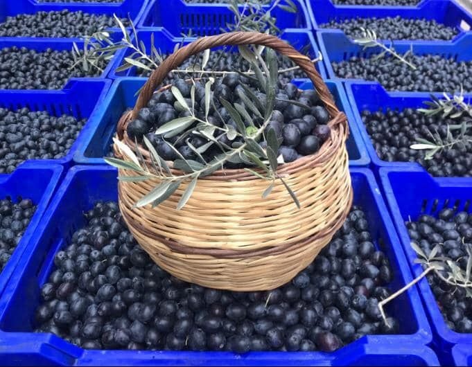 Yöresel Gemlik Zeytini